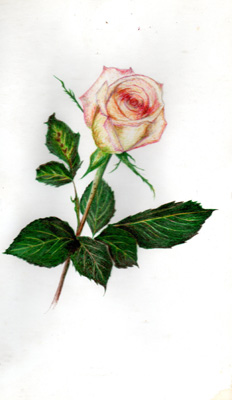 Rose (fleur)